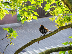 Juni Impressionen Amsel im Baum