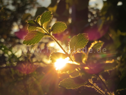 Juni Impressionen Goldene Melisse