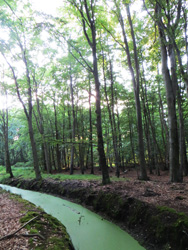 Ostsee Urlaub Waldbach