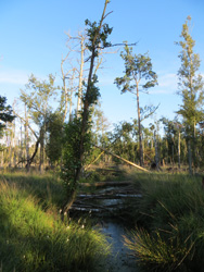 Ostsee Urlaub Moorlandschaft