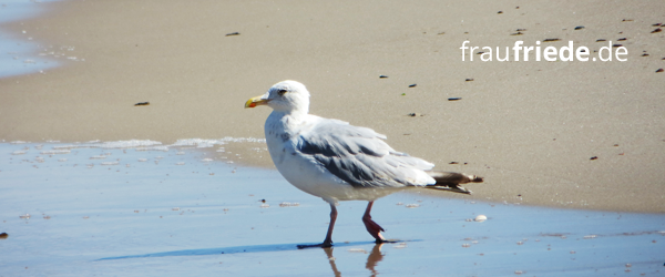 Möwe am Strand