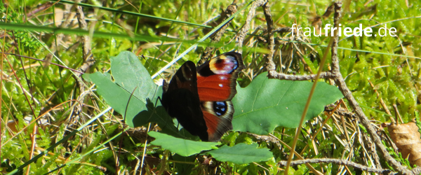 Schmetterling im Gras