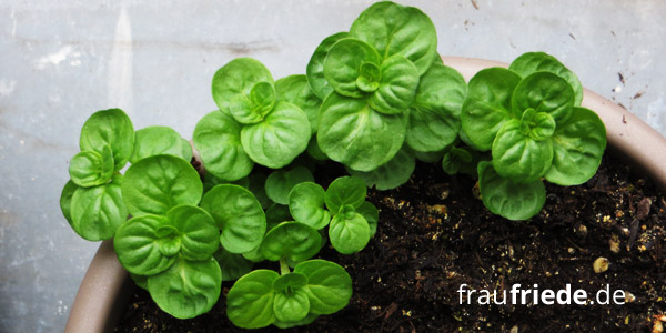 Natürliche Hausapotheke - Der eigene Kräutergarten: Minze