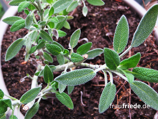 Natürliche Hausapotheke - Der eigene Kräutergarten: Salbei