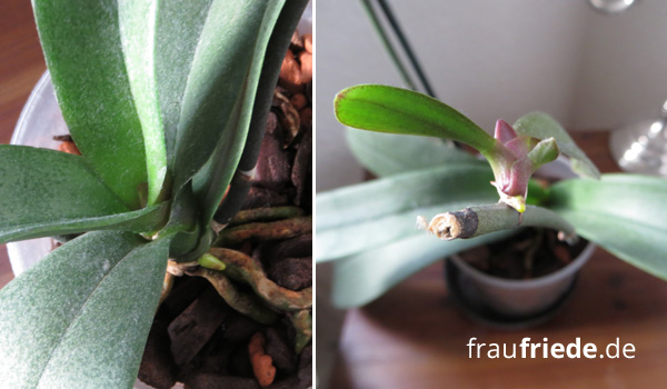 Orchidee mit neuer Wurzel