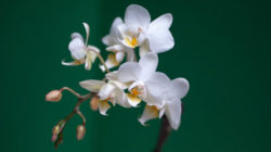 Orchidee