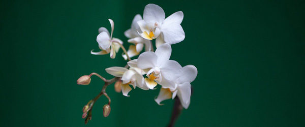 Orchidee